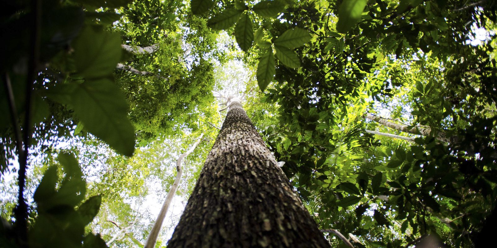 Em nova doação, Noruega repassa mais de R$ 270 mi ao Fundo Amazônia