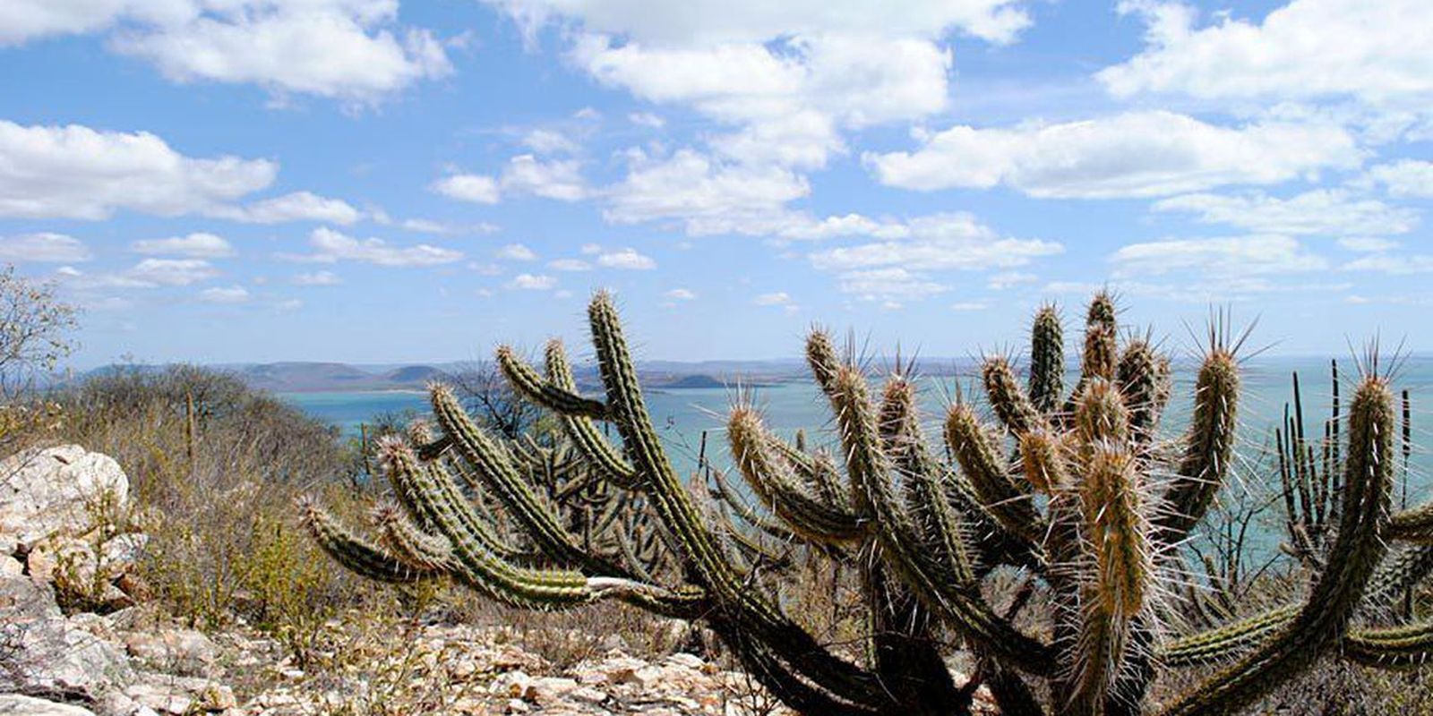 Mais de um milhão de hectares serão protegidos na Caatinga