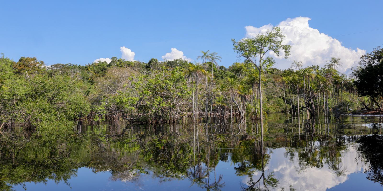 Sociedade civil aposta em parcerias para recuperação florestal no país