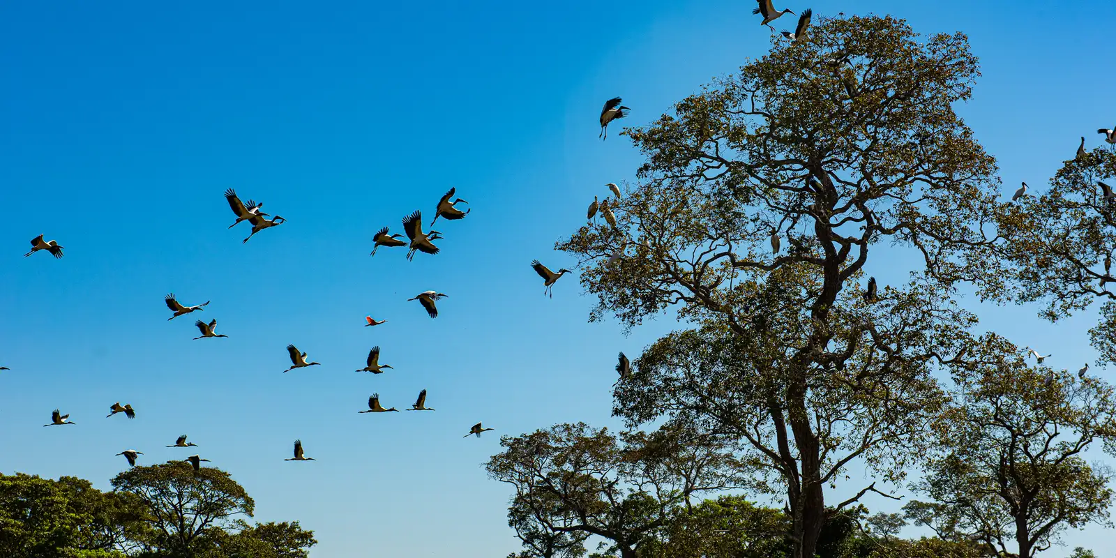 Comissão do Senado aprova projeto que cria Estatuto do Pantanal