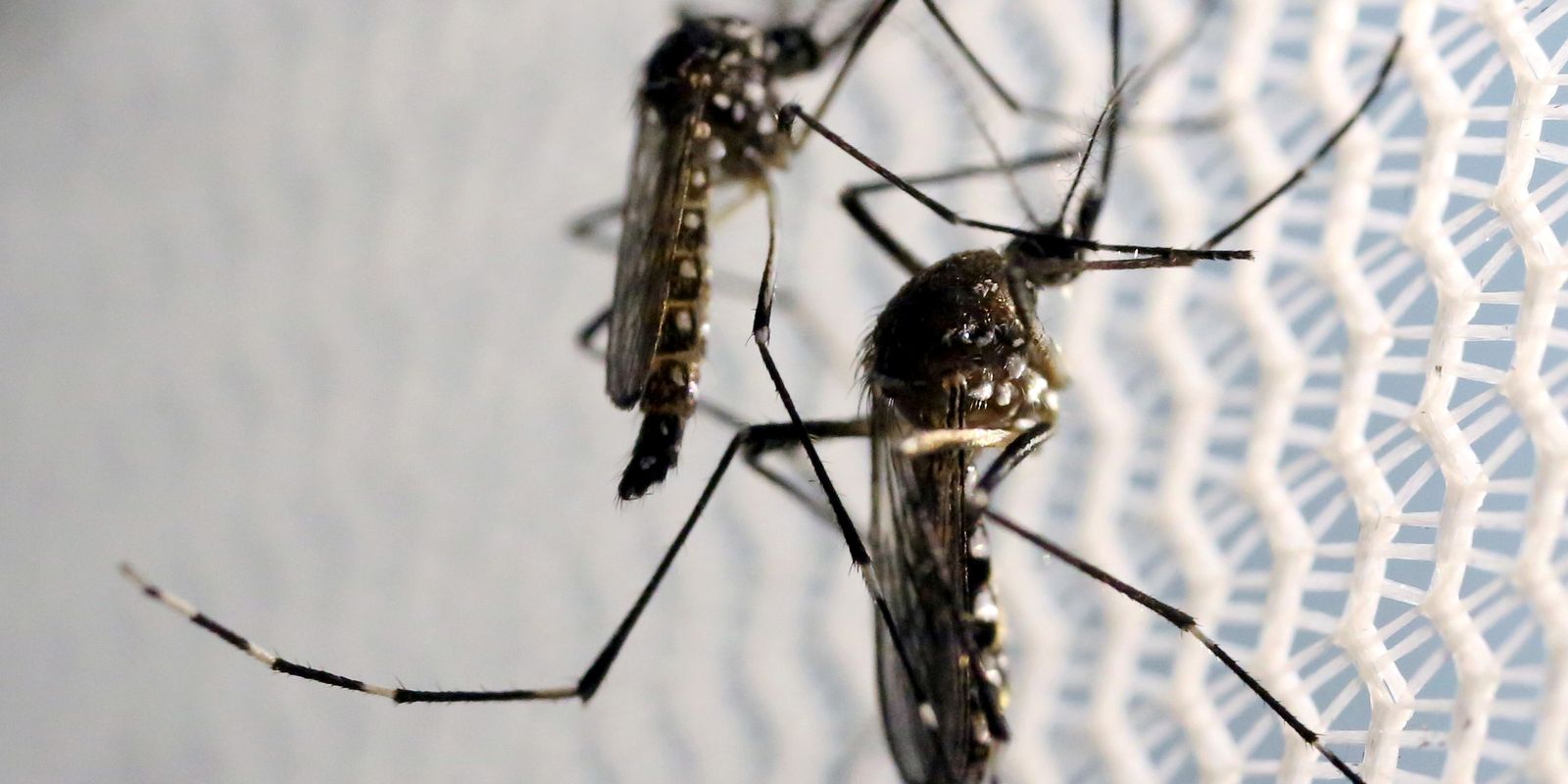 Estratégia de combate ao Aedes com larvicida vira política nacional