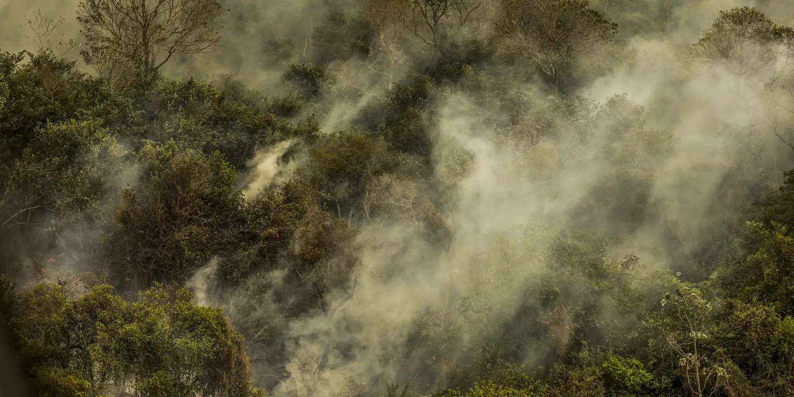 Incêndios podem ter degradado 9% do Pantanal nos últimos cinco anos