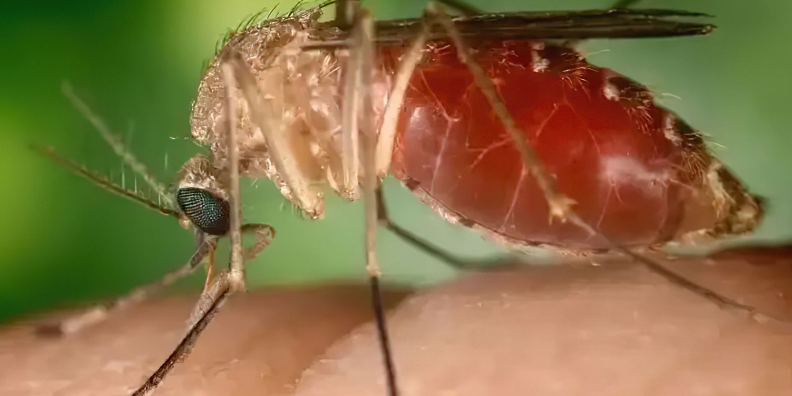 Surto recente de febre Oropouche foi causado por nova linhagem viral