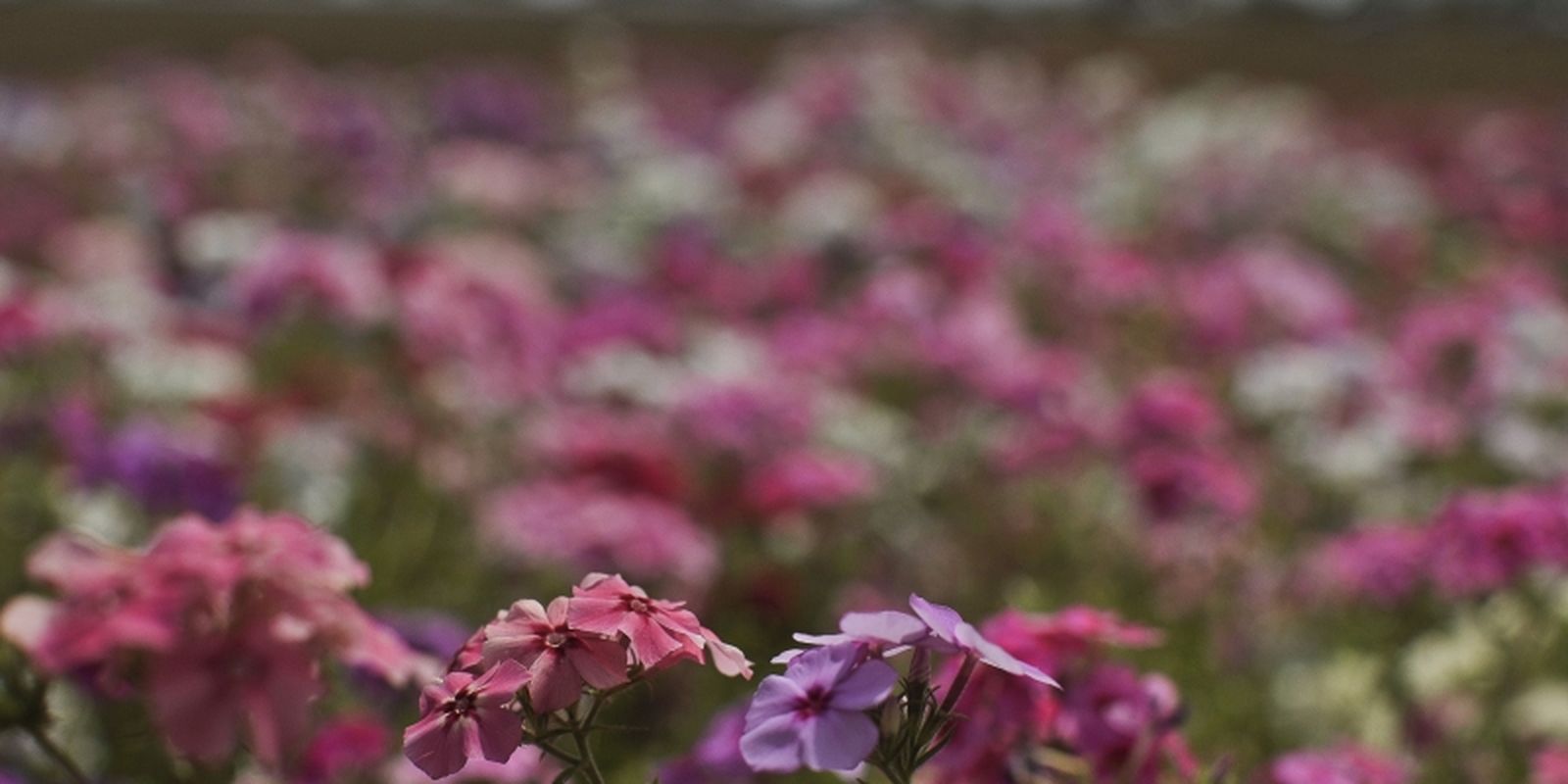 Hoje é Dia: início da primavera e Dia Mundial Sem Carro são destaques