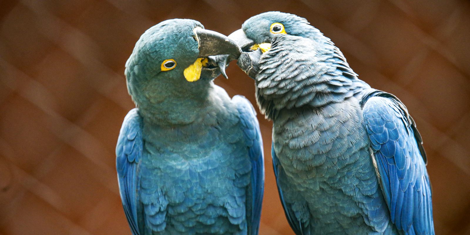 Zoo de SP mostra arara-azul-de-lear ao público pela primeira vez