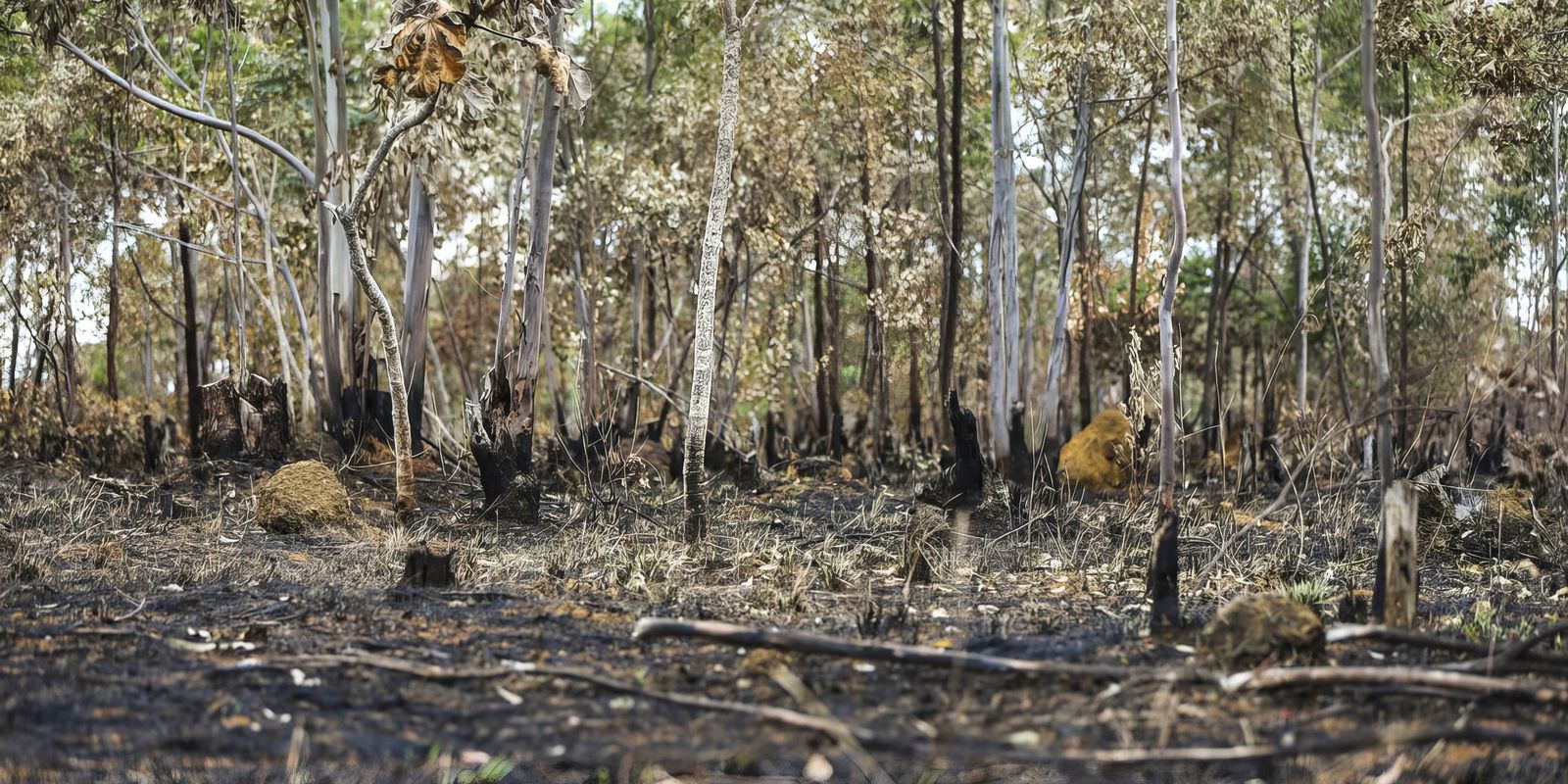 PF prende suspeito de atear fogo a área de proteção ambiental do DF