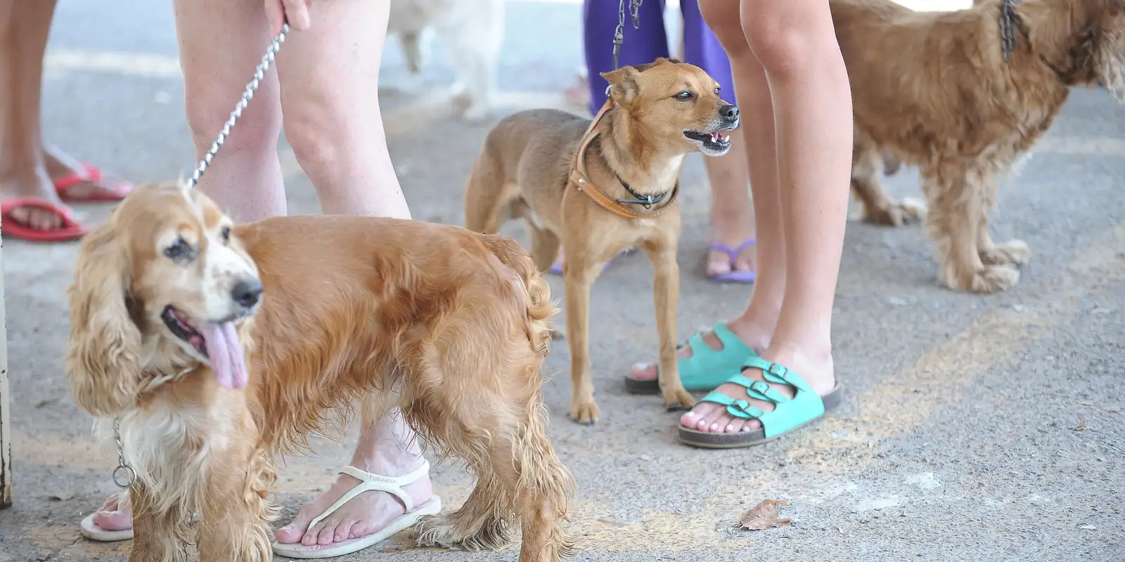 Cadastro Nacional de Animais Domésticos está em fase final de testes