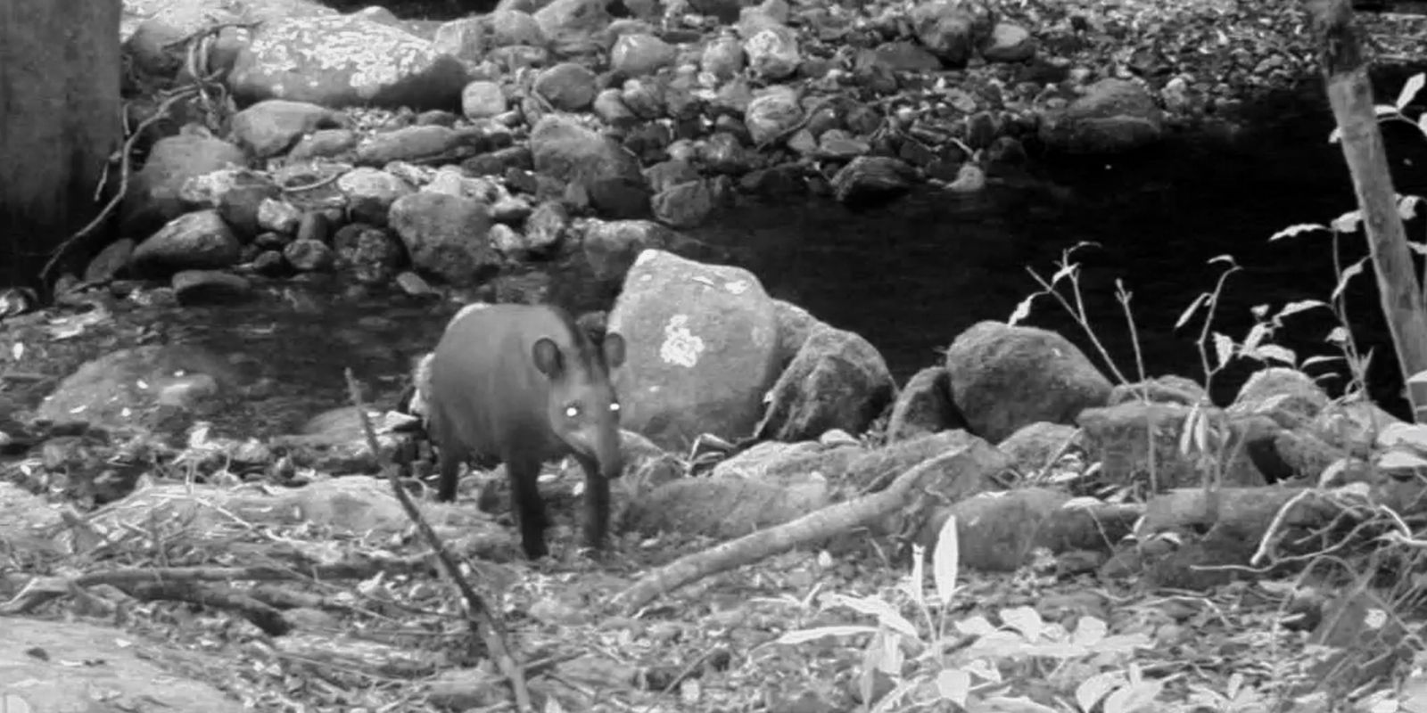 Consideradas extintas, antas são vistas no Rio após 100 anos